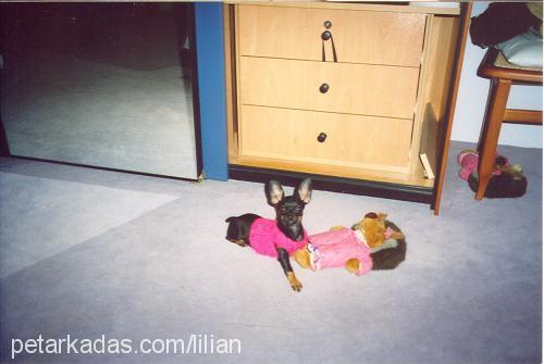 lily Dişi Minyatür Pinscher