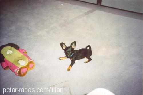 lily Dişi Minyatür Pinscher