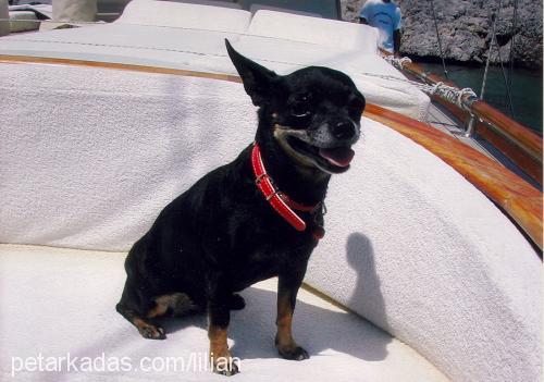 lily Dişi Minyatür Pinscher