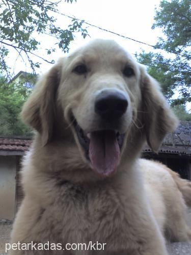 paşa Erkek Golden Retriever