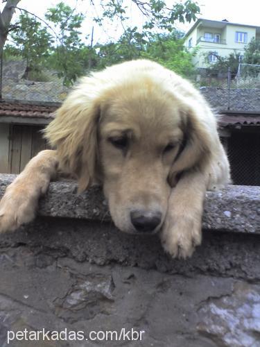 paşa Erkek Golden Retriever