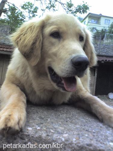 paşa Erkek Golden Retriever