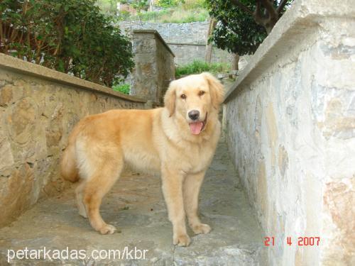 paşa Erkek Golden Retriever