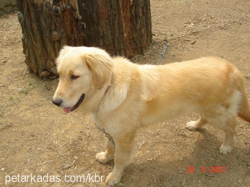 paşa Erkek Golden Retriever