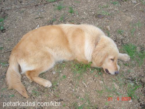 paşa Erkek Golden Retriever