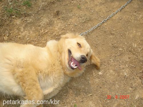 paşa Erkek Golden Retriever