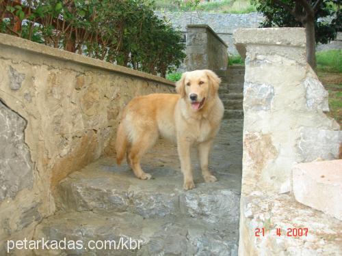 paşa Erkek Golden Retriever