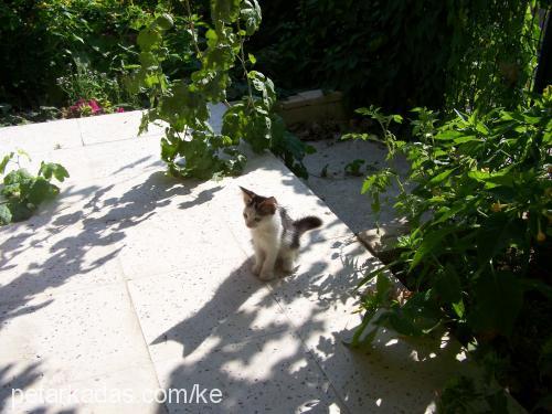 şerafettin Erkek Tekir Kedi