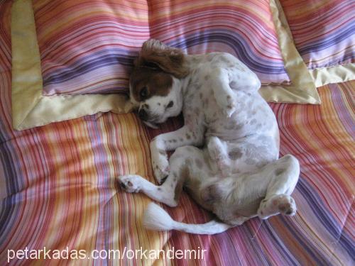 Çapkın Erkek King Charles Spaniel