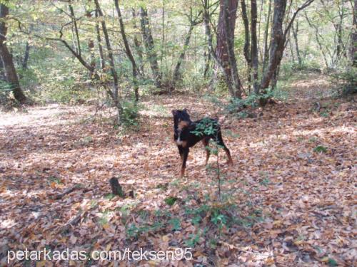 daİsy Dişi Doberman Pinscher