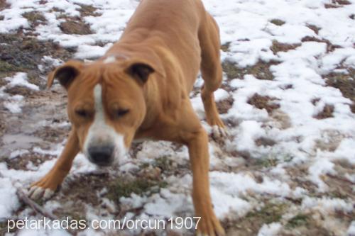 ceycoo Erkek Amerikan Pitbull Terrier