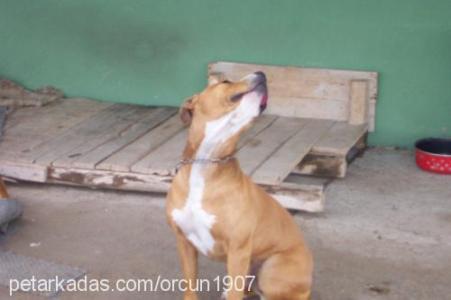 ceycoo Erkek Amerikan Pitbull Terrier