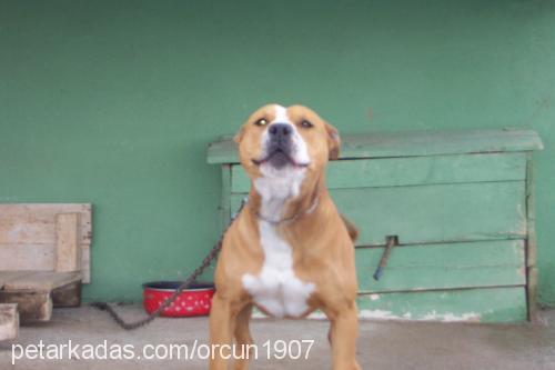 ceycoo Erkek Amerikan Pitbull Terrier