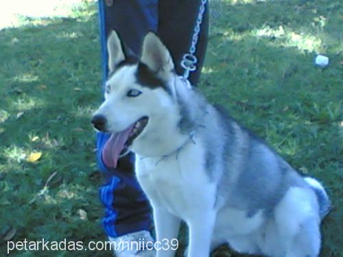 hera Dişi Sibirya Kurdu (Husky)