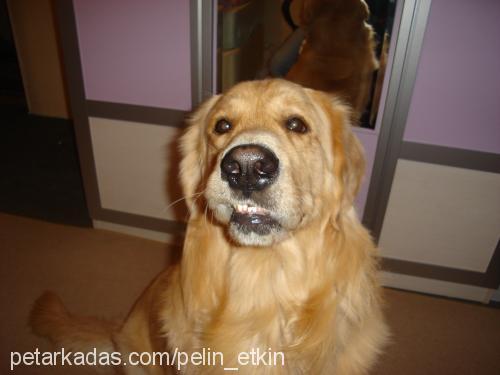 bulut Erkek Golden Retriever