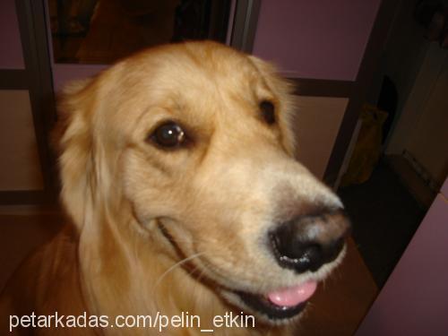 bulut Erkek Golden Retriever