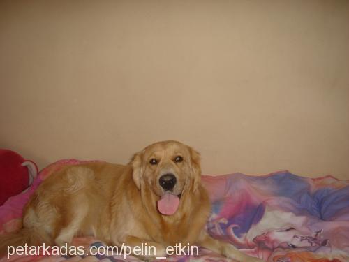 bulut Erkek Golden Retriever