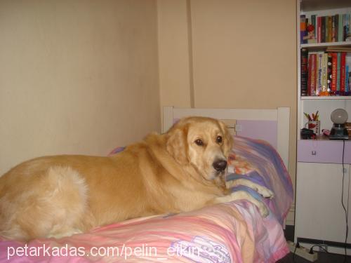 bulut Erkek Golden Retriever