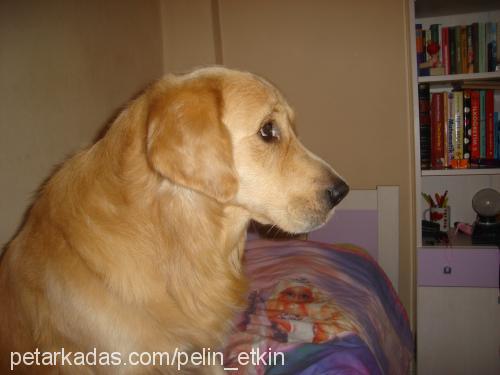 bulut Erkek Golden Retriever