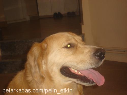 bulut Erkek Golden Retriever