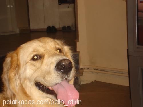 bulut Erkek Golden Retriever