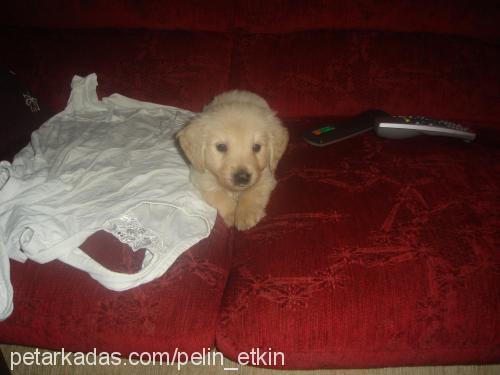 duman Erkek Golden Retriever