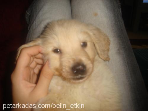 duman Erkek Golden Retriever