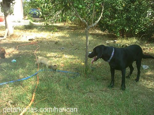 aşil Erkek Labrador Retriever