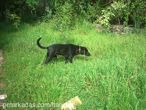 aşil Erkek Labrador Retriever