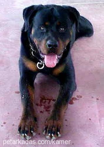 Aşil Erkek Rottweiler