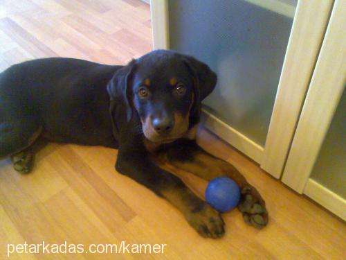 Aşil Erkek Rottweiler