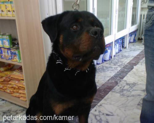 Aşil Erkek Rottweiler