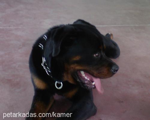 Aşil Erkek Rottweiler