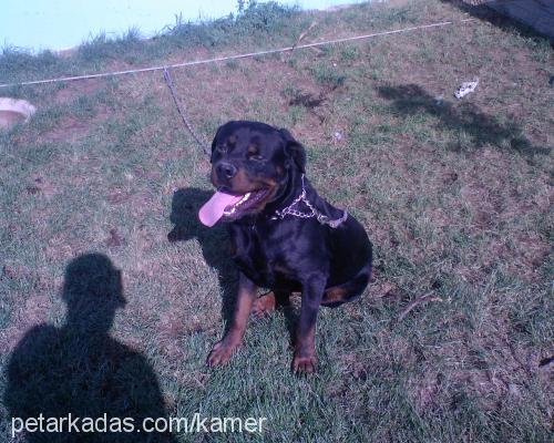 Aşil Erkek Rottweiler