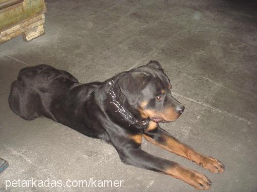 Aşil Erkek Rottweiler