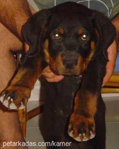 Aşil Erkek Rottweiler