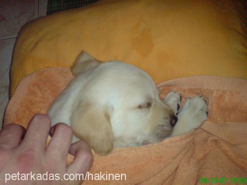 pasha Erkek Golden Retriever