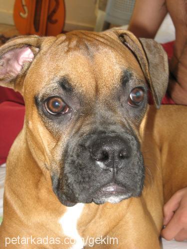 ares Erkek Boxer