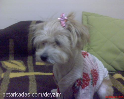 deyzi Dişi Yorkshire Terrier