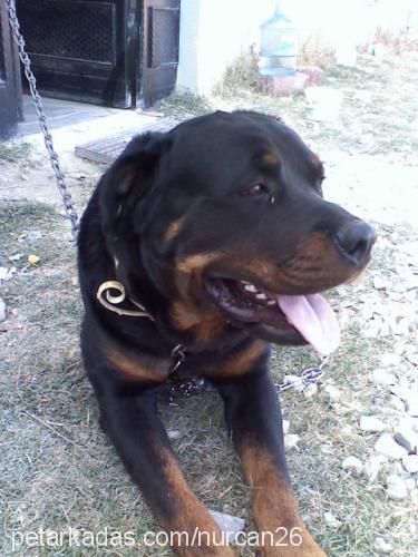 maço Erkek Rottweiler