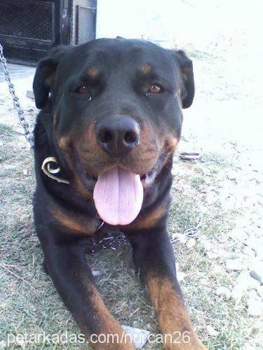 maço Erkek Rottweiler