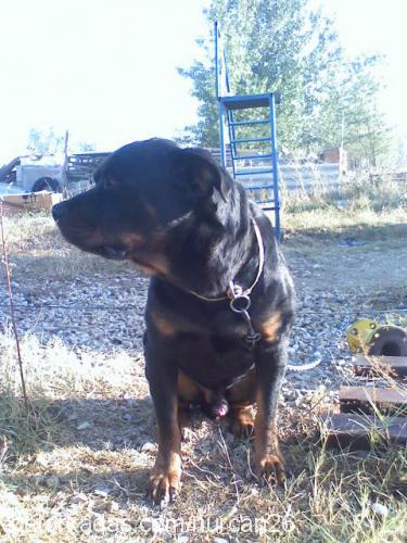 maço Erkek Rottweiler