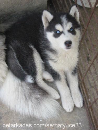 angel Dişi Sibirya Kurdu (Husky)