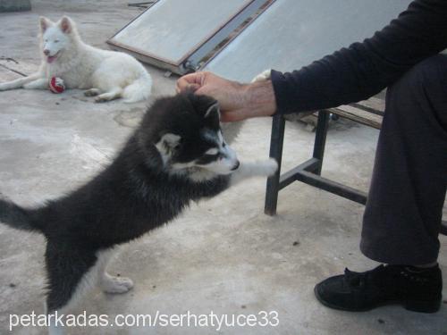 angel Dişi Sibirya Kurdu (Husky)