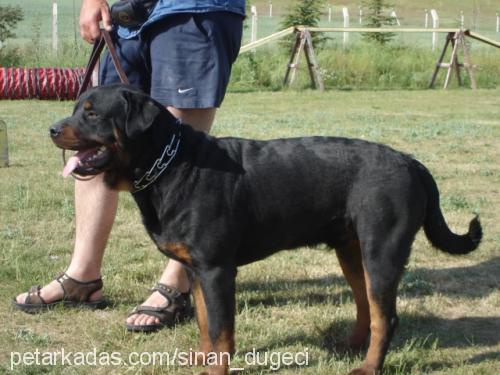 PALA Erkek Rottweiler