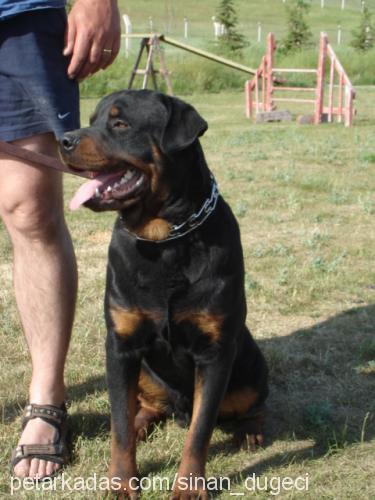 PALA Erkek Rottweiler