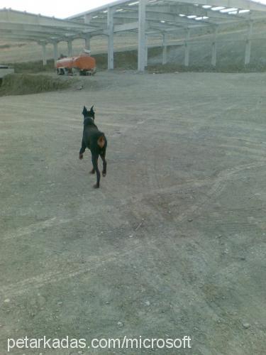 çAkİ Erkek Doberman Pinscher