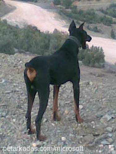 çAkİ Erkek Doberman Pinscher