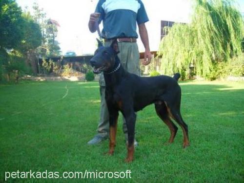 çAkİ Erkek Doberman Pinscher