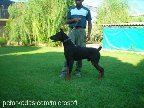 çAkİ Erkek Doberman Pinscher